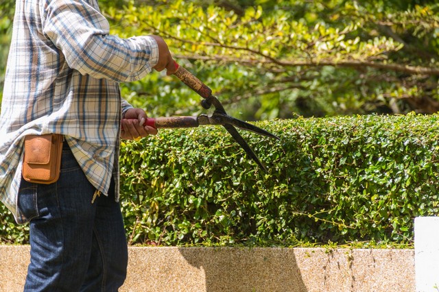Garden Maintenance West Ealing, W13
